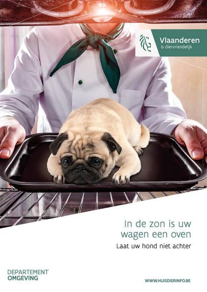 Hond in de wagen